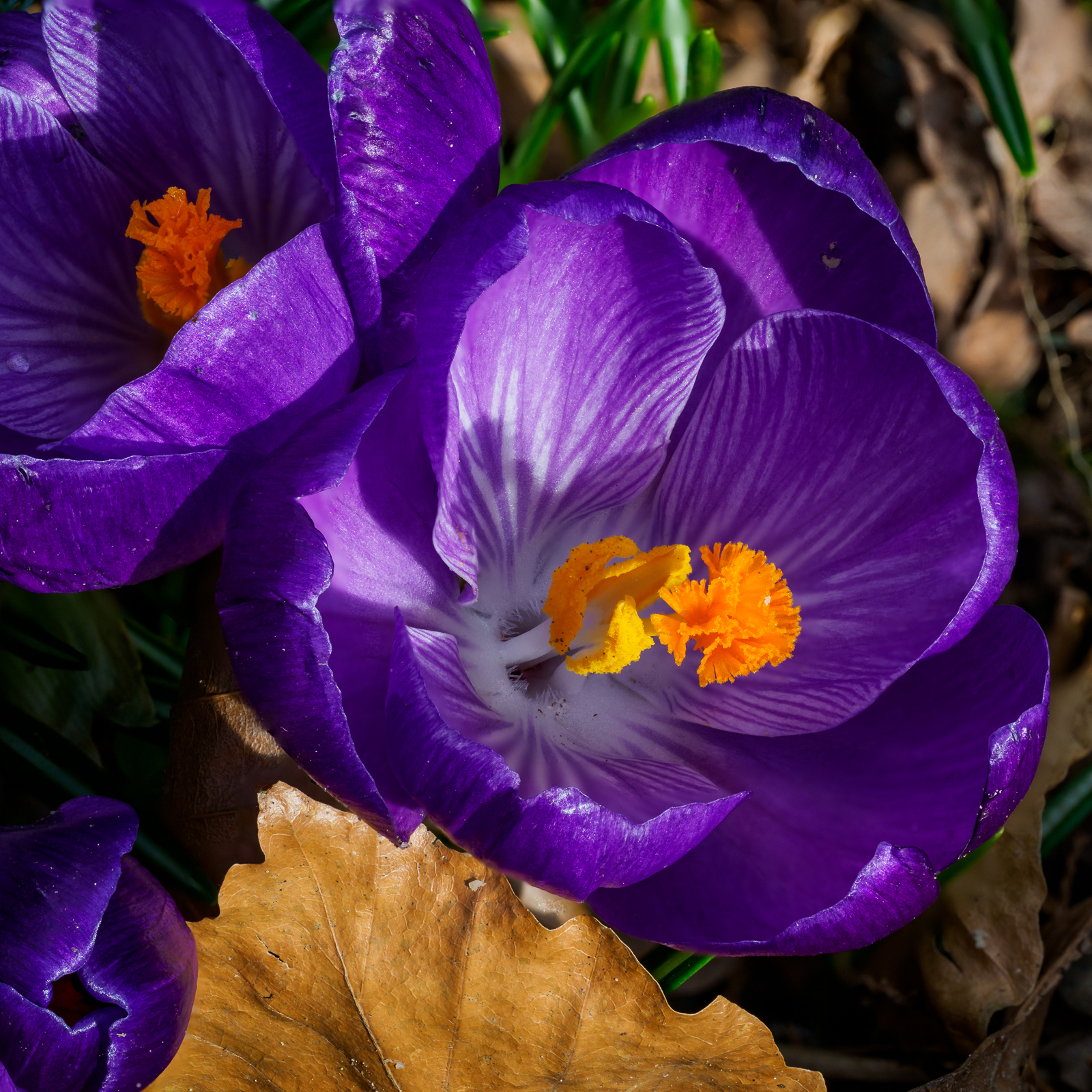 Click image for larger version  Name:	20220311-Crocus-EM129421-Edit.jpg Views:	21 Size:	2.09 MB ID:	863545