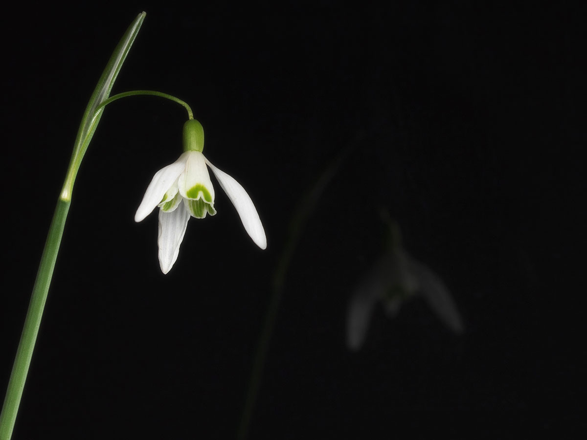 Click image for larger version  Name:	snowdrop.jpg Views:	0 Size:	72.3 KB ID:	864049