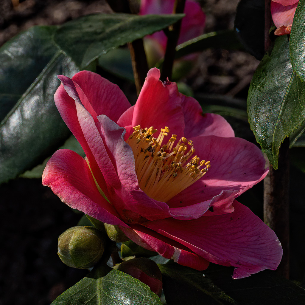 Click image for larger version

Name:	NewPlant2.jpg
Views:	262
Size:	418.7 KB
ID:	866596