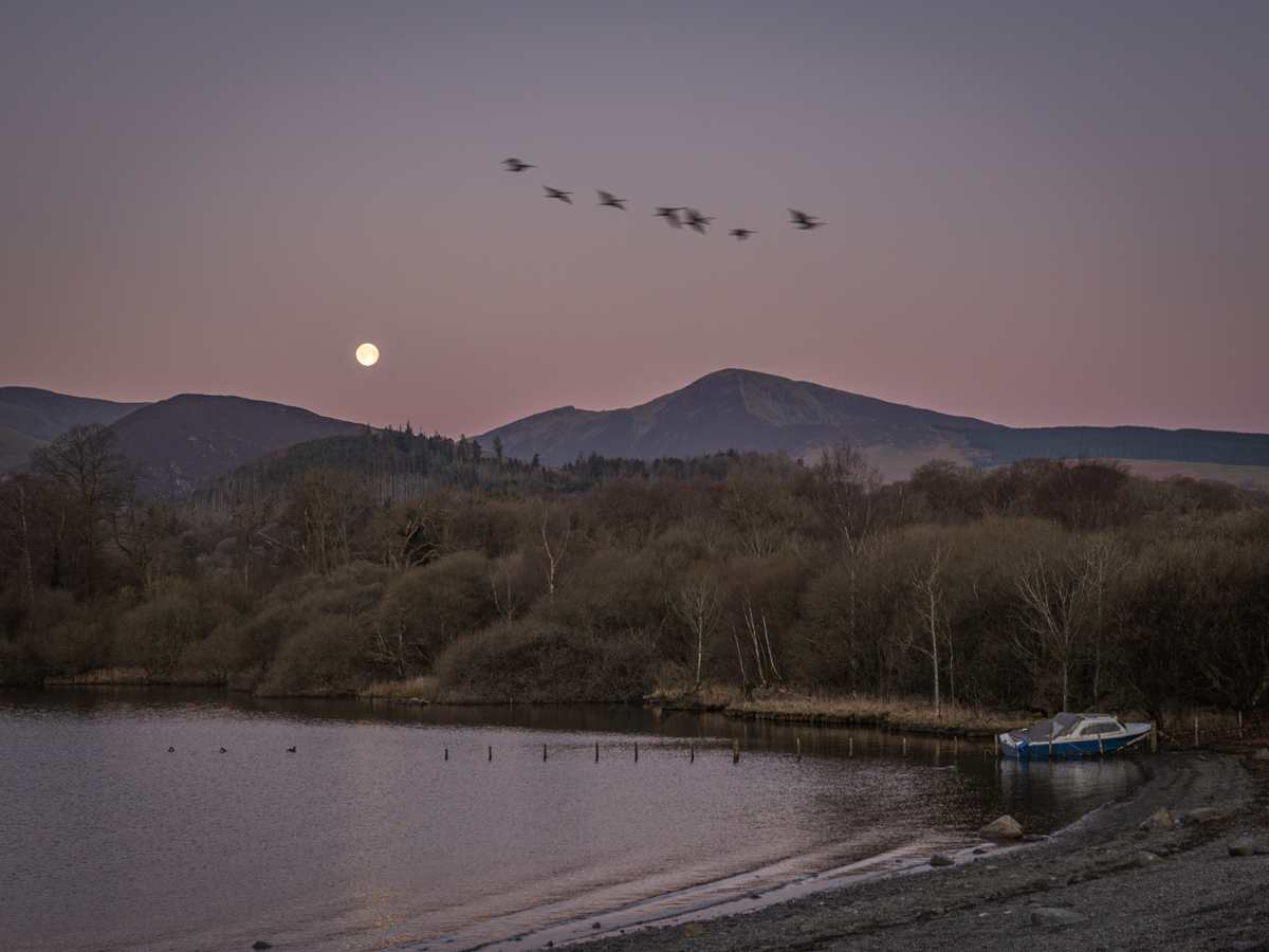 Click image for larger version

Name:	Moon n geese (1 of 1).jpg
Views:	91
Size:	584.5 KB
ID:	867501