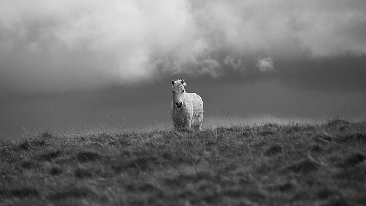 Click image for larger version

Name:	B&amp;W Horse 3.jpg
Views:	295
Size:	83.8 KB
ID:	868930