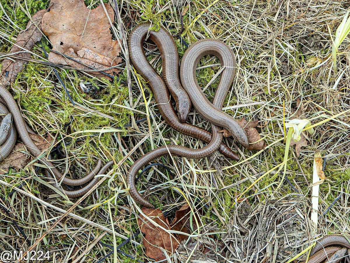 Click image for larger version  Name:	Z4159159-ORF_DxO_PRIME (Large).jpg Views:	0 Size:	922.9 KB ID:	870431