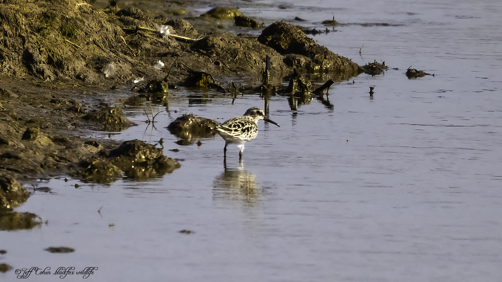 Click image for larger version

Name:	broad billed sandpiper .jpg
Views:	398
Size:	1.32 MB
ID:	876021