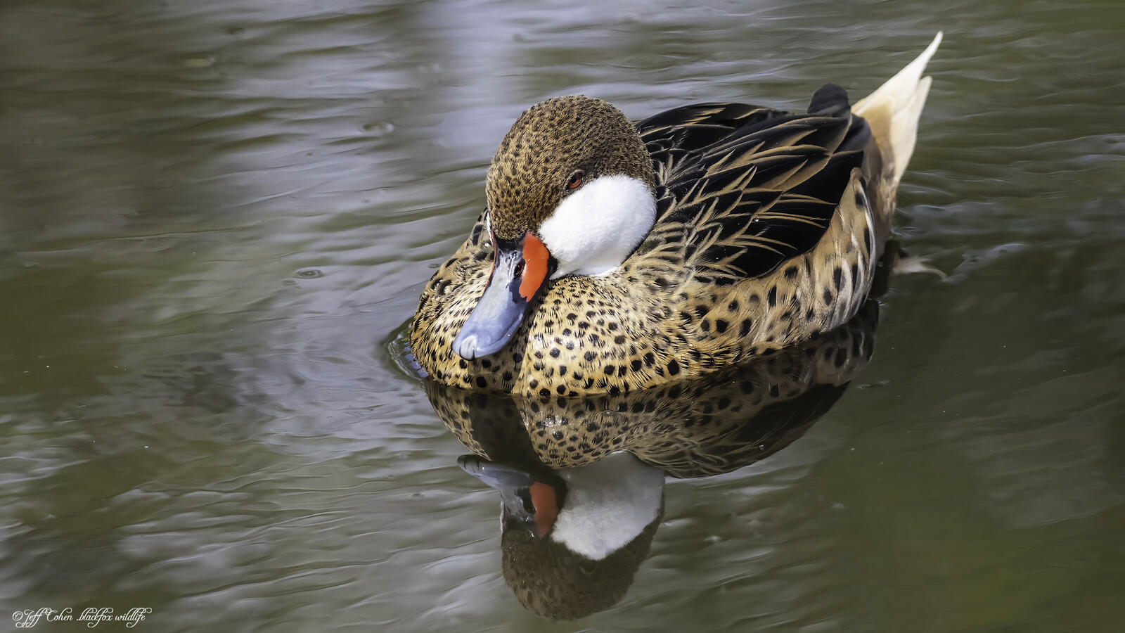 Click image for larger version

Name:	whats up duck.jpg
Views:	398
Size:	197.6 KB
ID:	876097