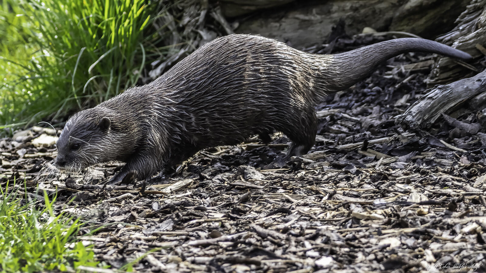 Click image for larger version

Name:	ascot the water otter .jpg
Views:	201
Size:	405.5 KB
ID:	876190