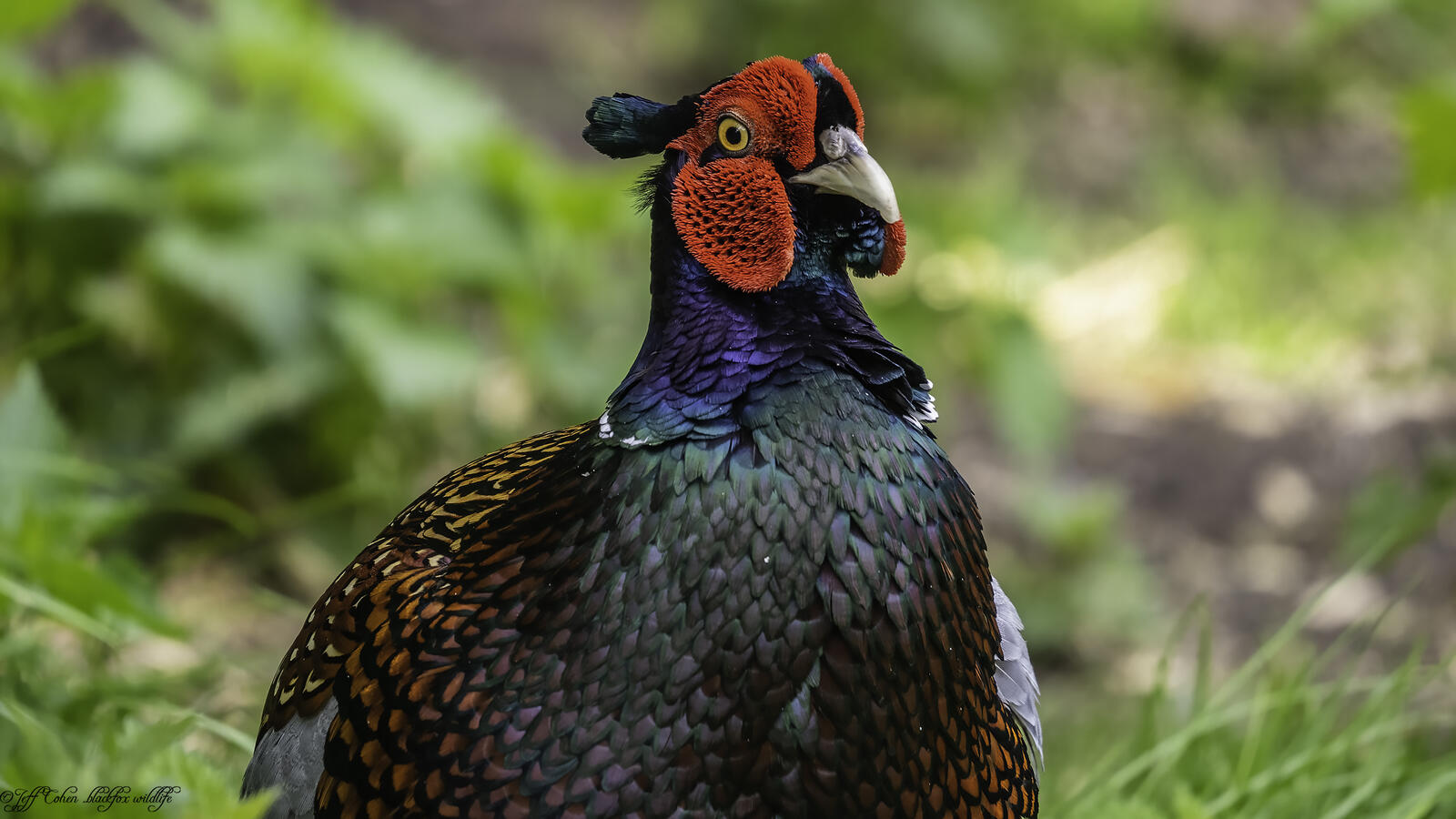 Click image for larger version

Name:	pleasant pheasant.jpg
Views:	368
Size:	185.6 KB
ID:	876341