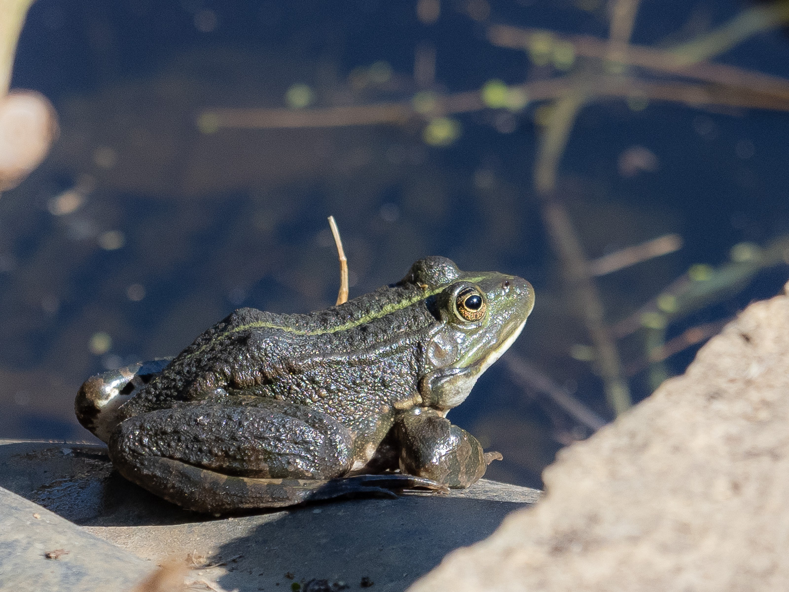 Click image for larger version

Name:	P5010033.jpg
Views:	201
Size:	758.6 KB
ID:	876581