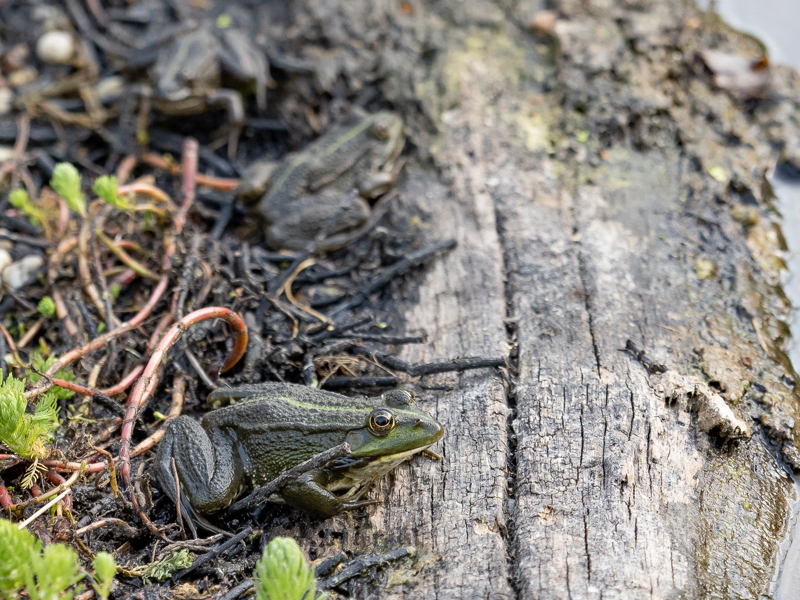 Click image for larger version

Name:	P5010053.jpg
Views:	192
Size:	1.11 MB
ID:	876585