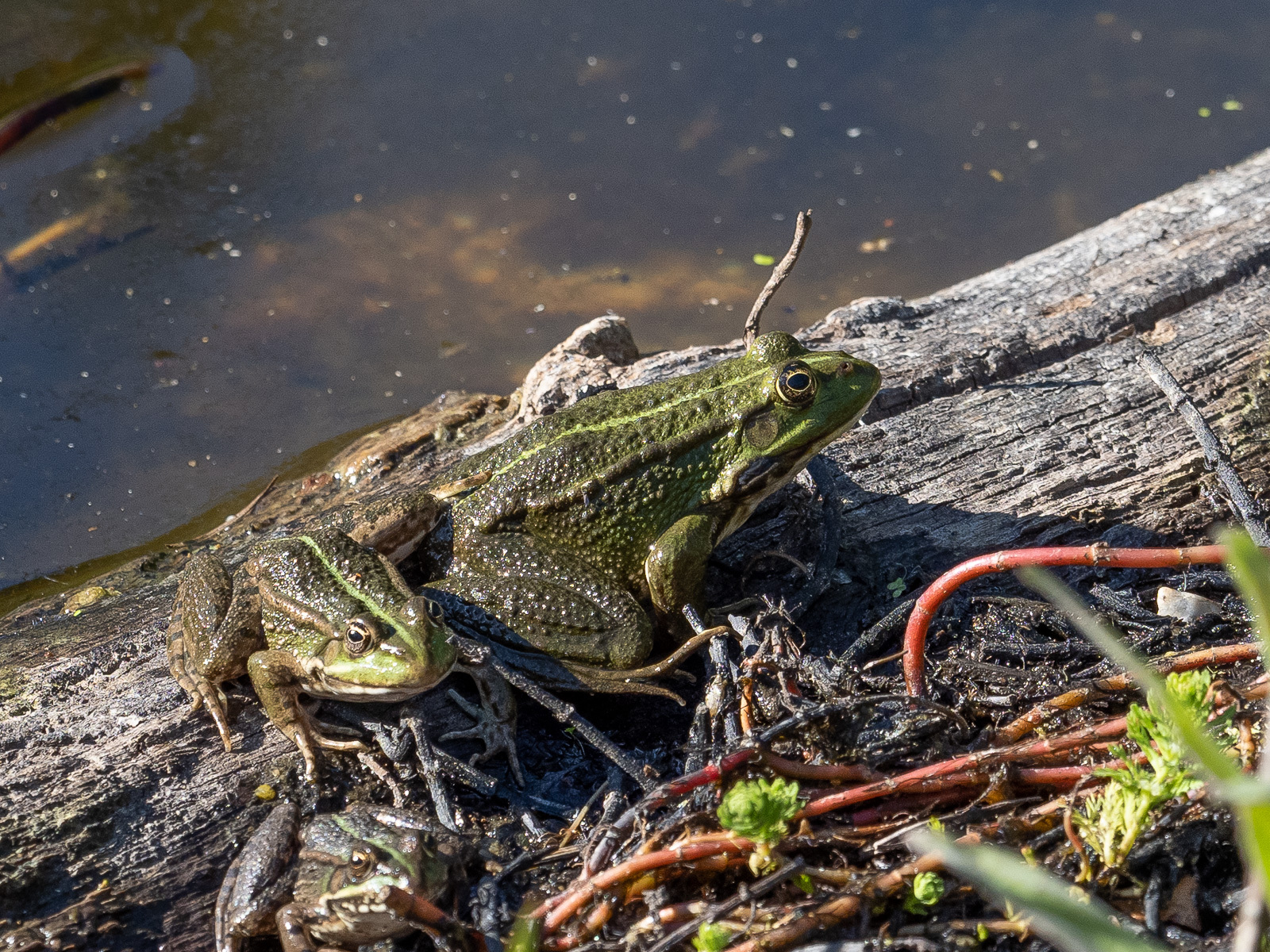 Click image for larger version

Name:	P5010047.jpg
Views:	212
Size:	1.09 MB
ID:	876586