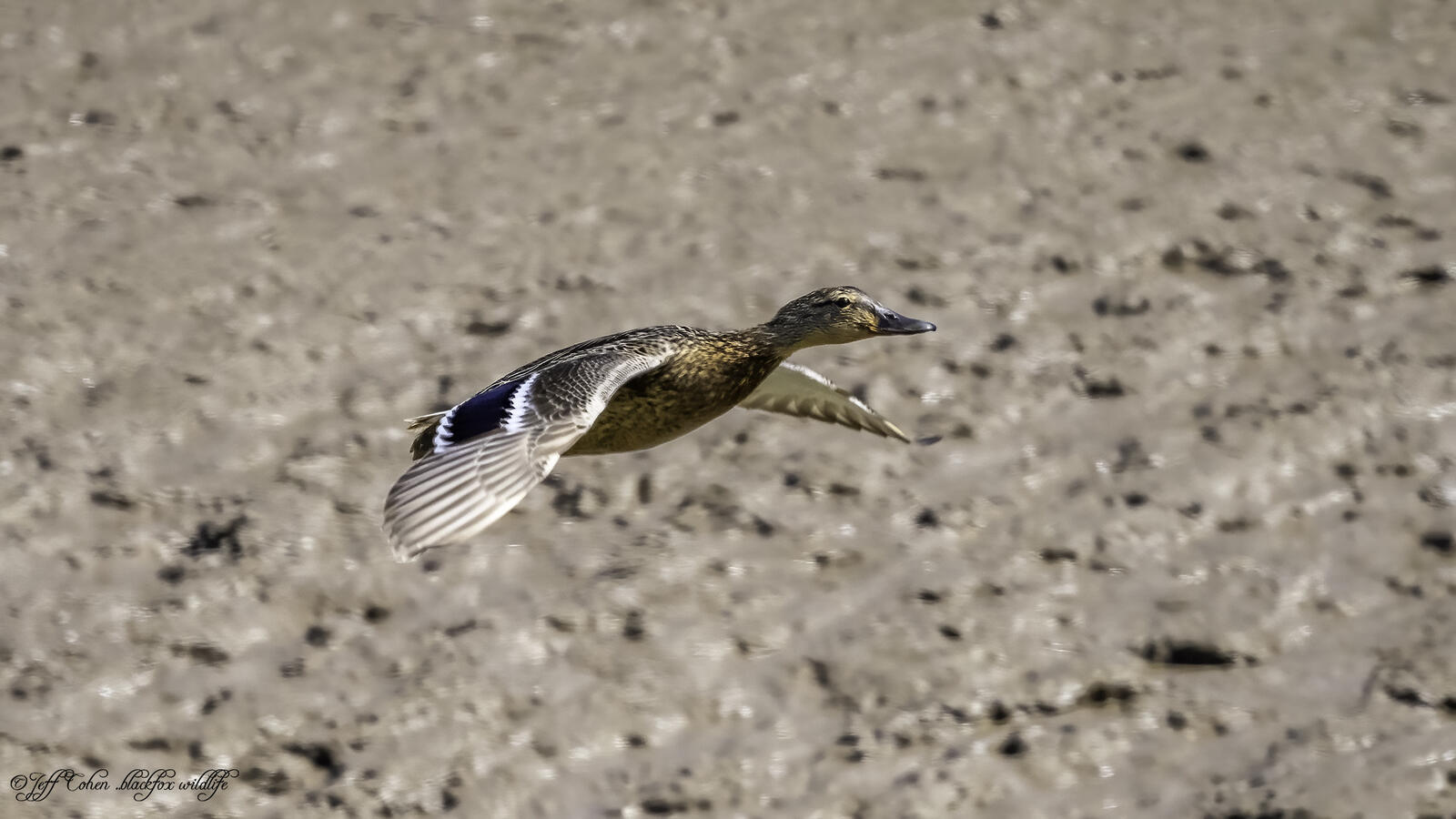 Click image for larger version

Name:	thats quackers .jpg
Views:	1086
Size:	150.9 KB
ID:	878011