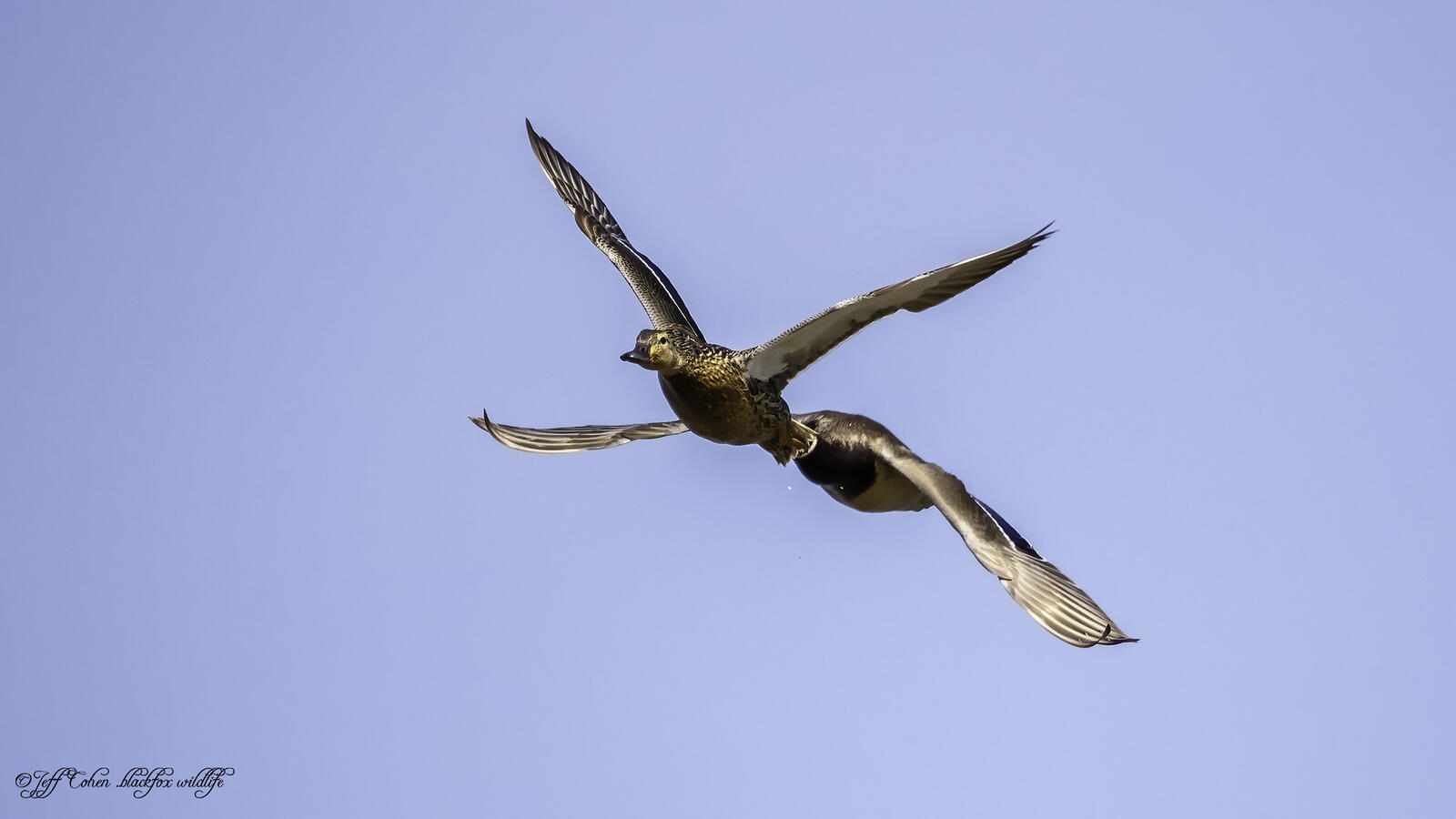 Click image for larger version

Name:	i will follow you .jpg
Views:	111
Size:	72.0 KB
ID:	878012