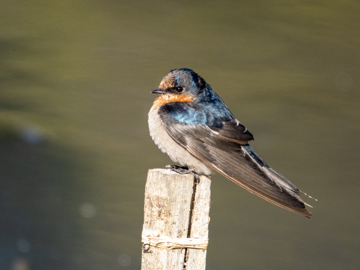 Click image for larger version

Name:	Swallow5.jpg
Views:	428
Size:	729.5 KB
ID:	880600