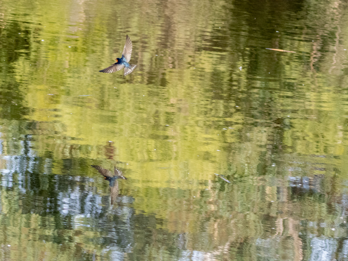 Click image for larger version

Name:	Swallow2.jpg
Views:	420
Size:	920.1 KB
ID:	880606