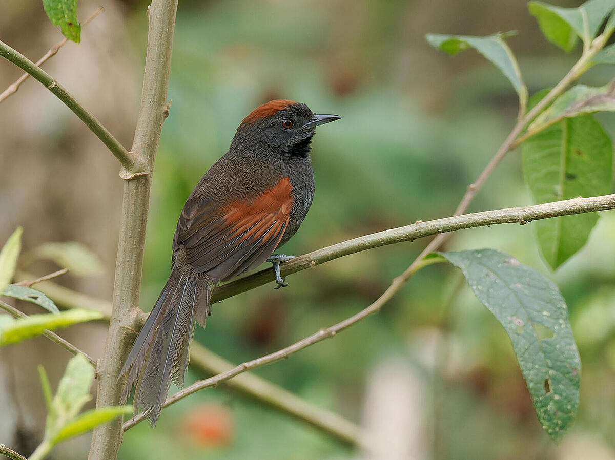 Click image for larger version

Name:	P4190269_DxO-1.jpg
Views:	169
Size:	175.8 KB
ID:	881848