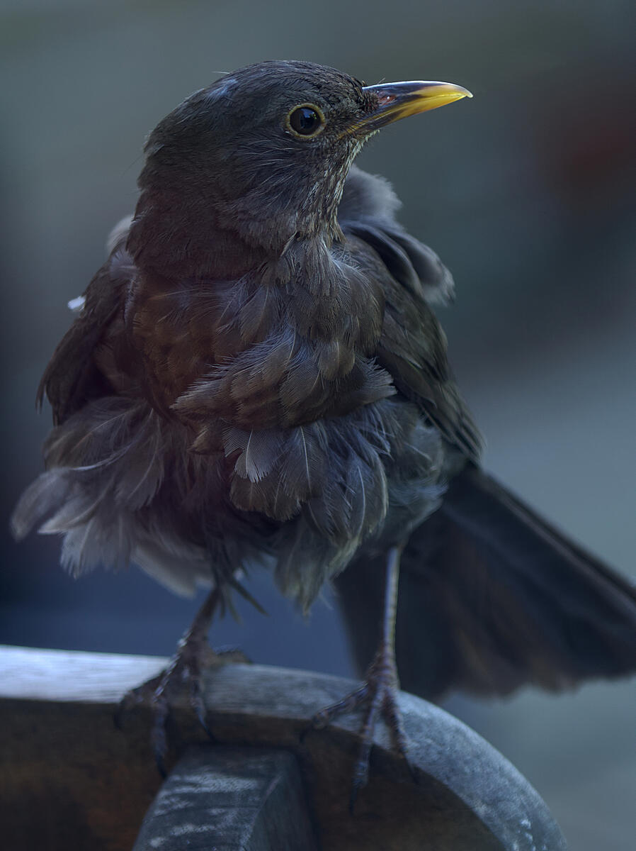 Click image for larger version

Name:	_7117267af.jpg
Views:	1395
Size:	1.43 MB
ID:	884864