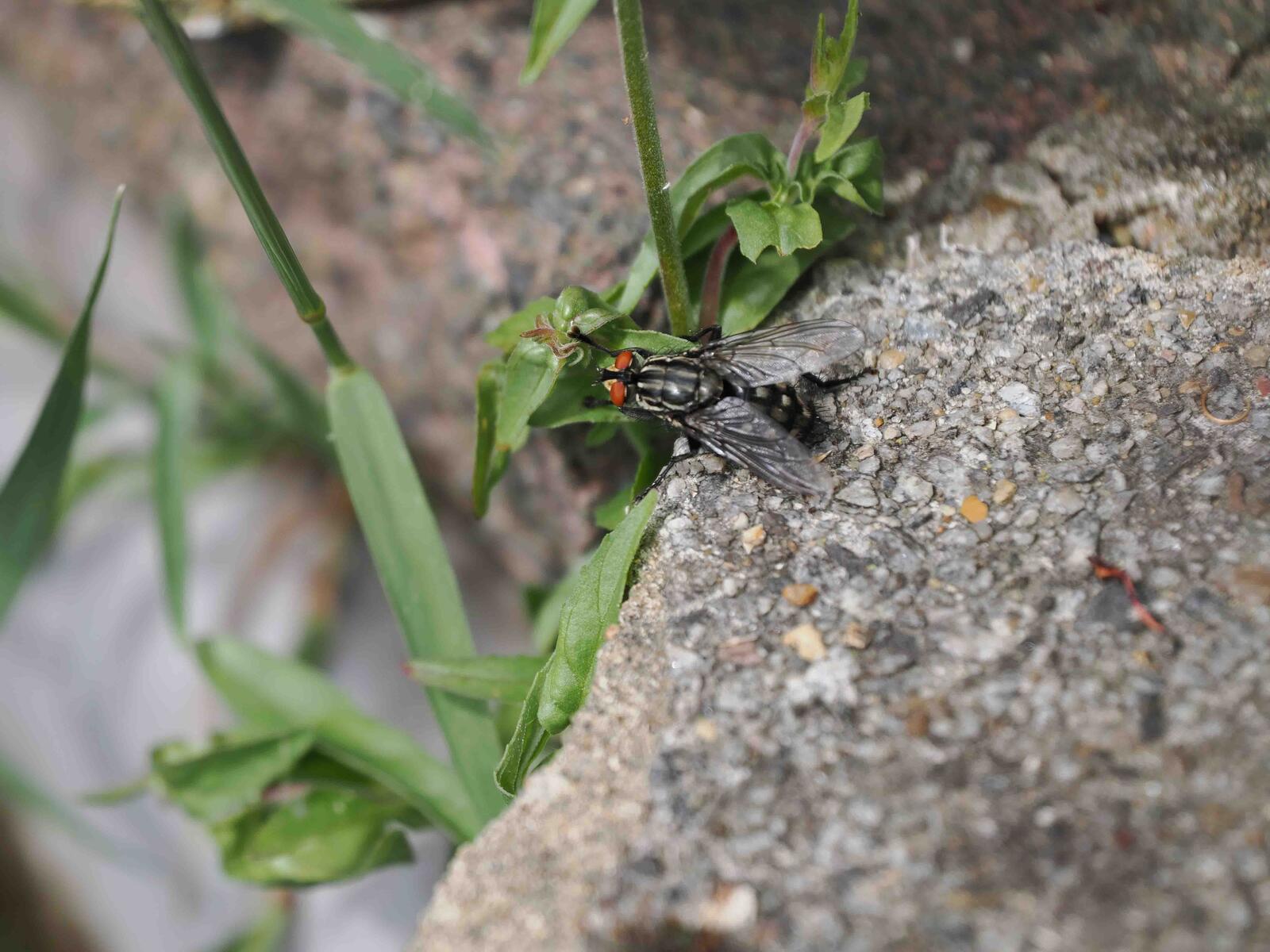 Click image for larger version

Name:	fly_.jpg
Views:	101
Size:	238.6 KB
ID:	884901