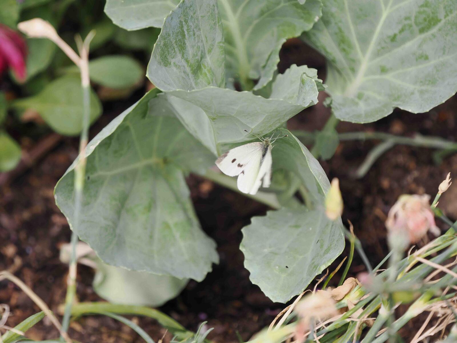 Click image for larger version

Name:	Butterfly_.jpg
Views:	77
Size:	208.7 KB
ID:	884902