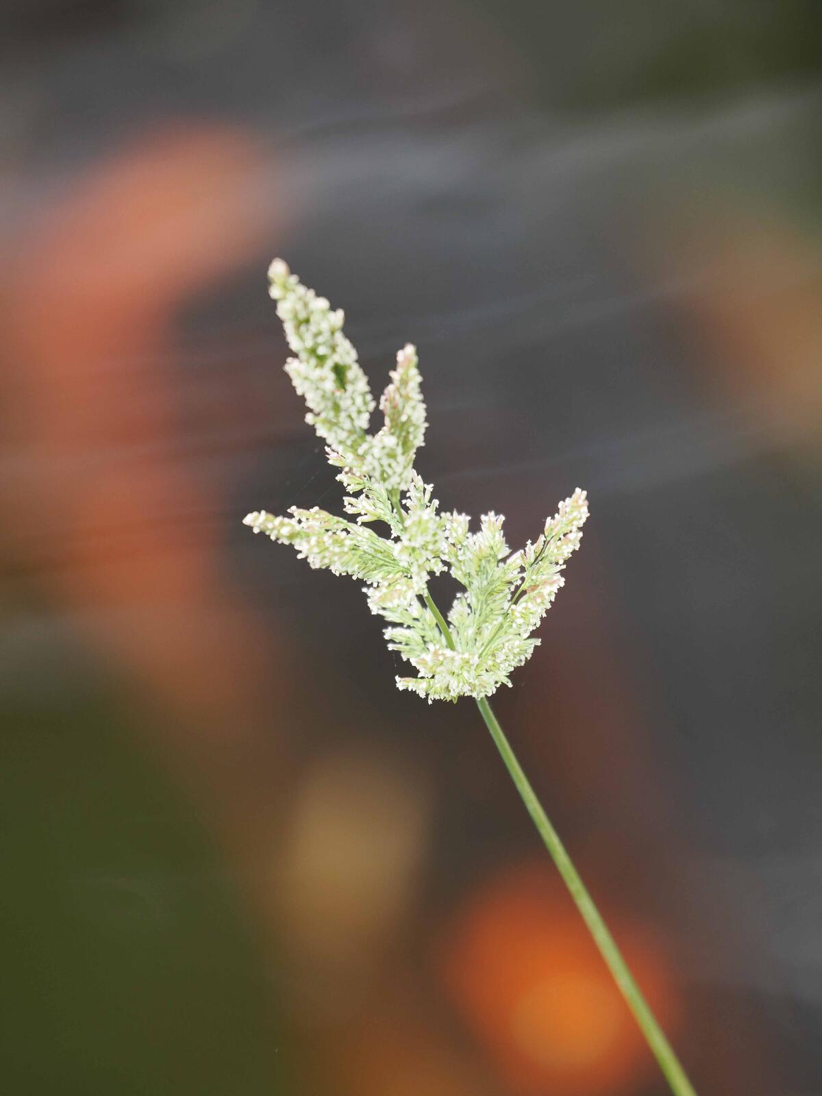 Click image for larger version

Name:	grass.jpg
Views:	86
Size:	107.0 KB
ID:	884903