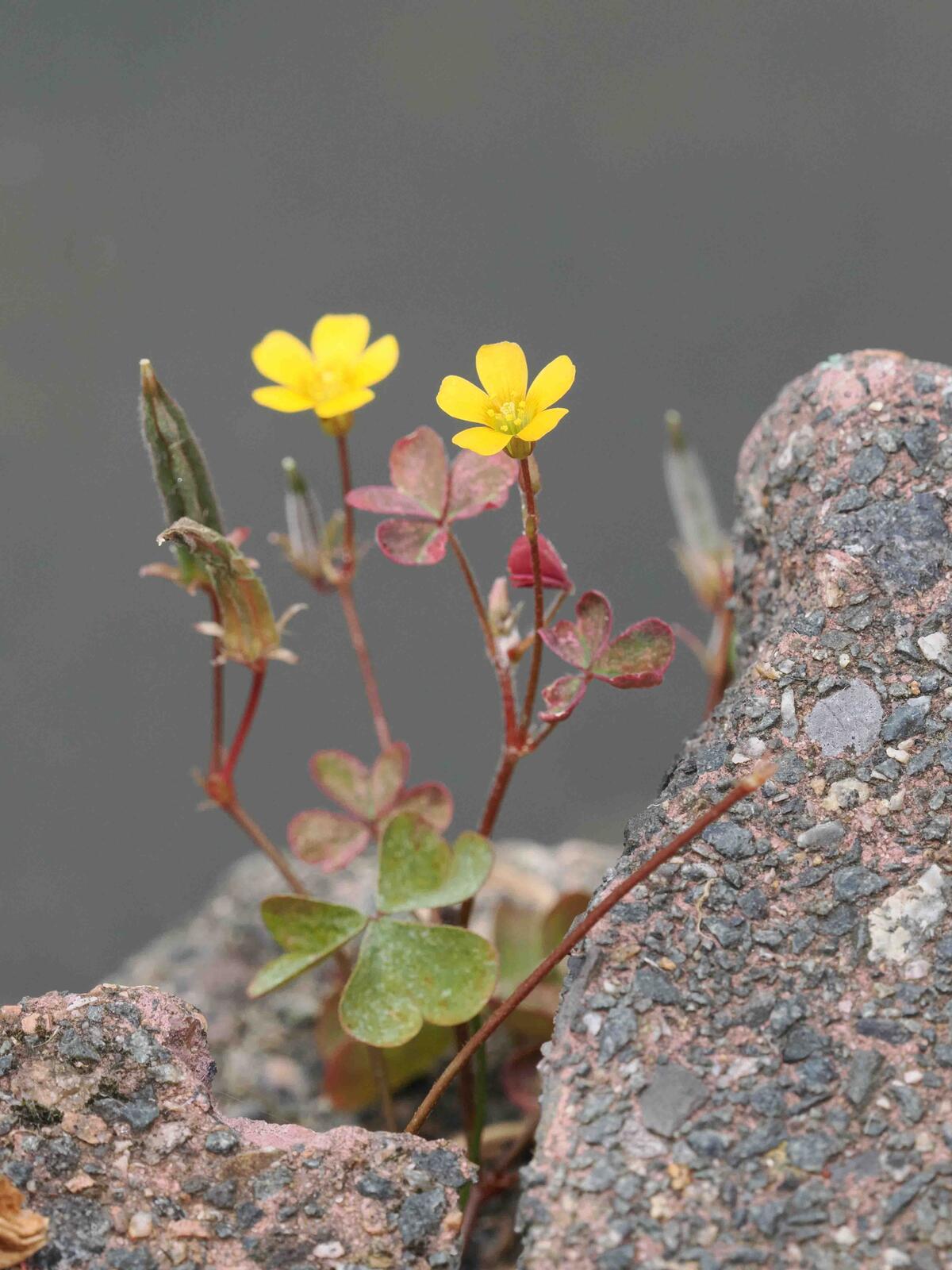 Click image for larger version

Name:	weed.jpg
Views:	83
Size:	233.0 KB
ID:	884904