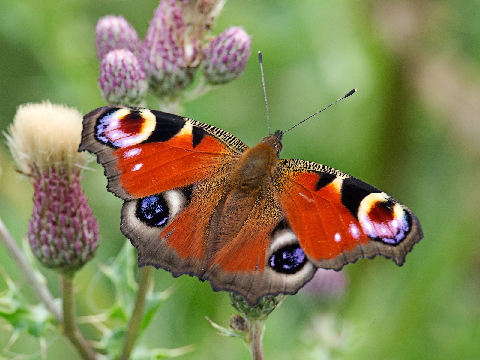 Click image for larger version

Name:	Peacock-denoise small.jpg
Views:	638
Size:	2.22 MB
ID:	885507