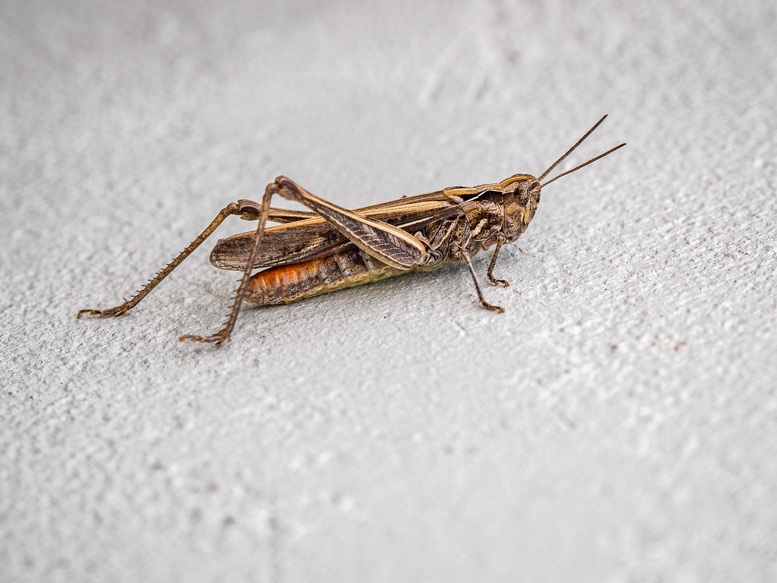 Click image for larger version  Name:	P7271591.jpg Views:	0 Size:	1.35 MB ID:	886783