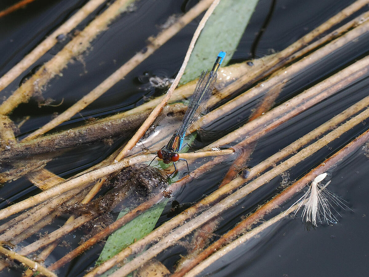 Click image for larger version

Name:	P7292785_DxO.jpg
Views:	660
Size:	352.6 KB
ID:	886969