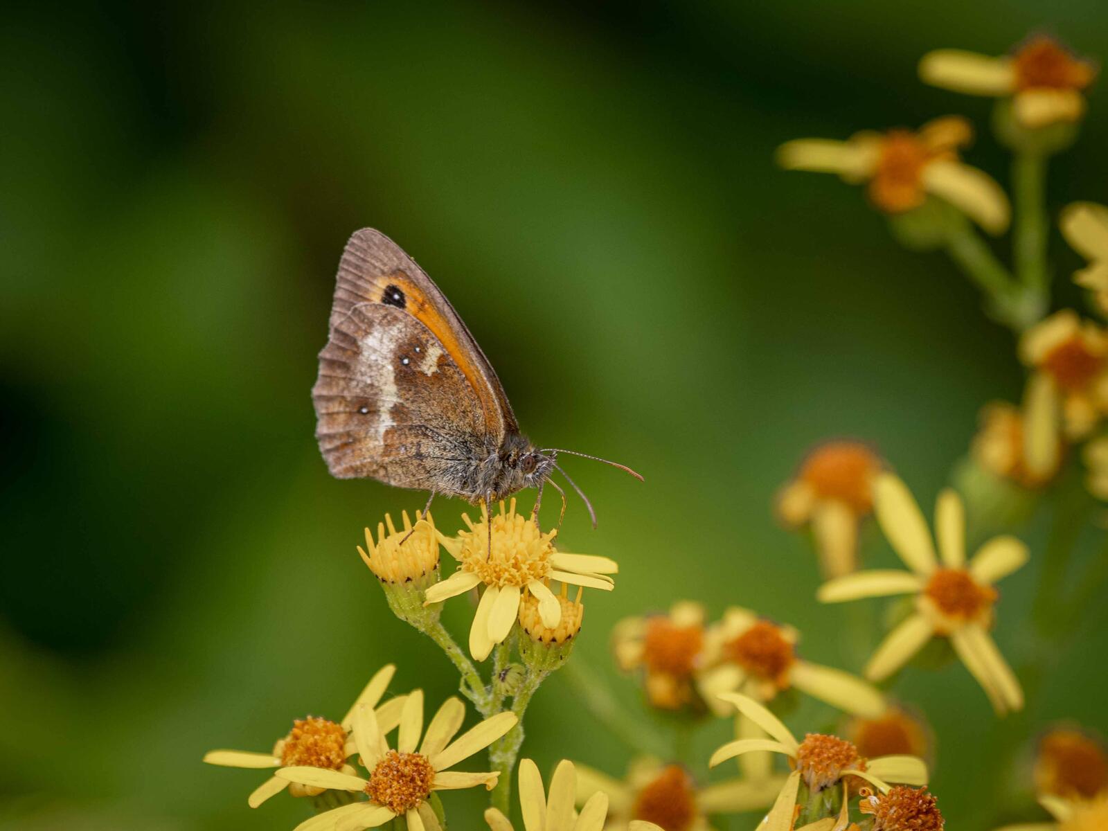 Click image for larger version

Name:	Gatekeeper.jpg
Views:	994
Size:	157.1 KB
ID:	887084
