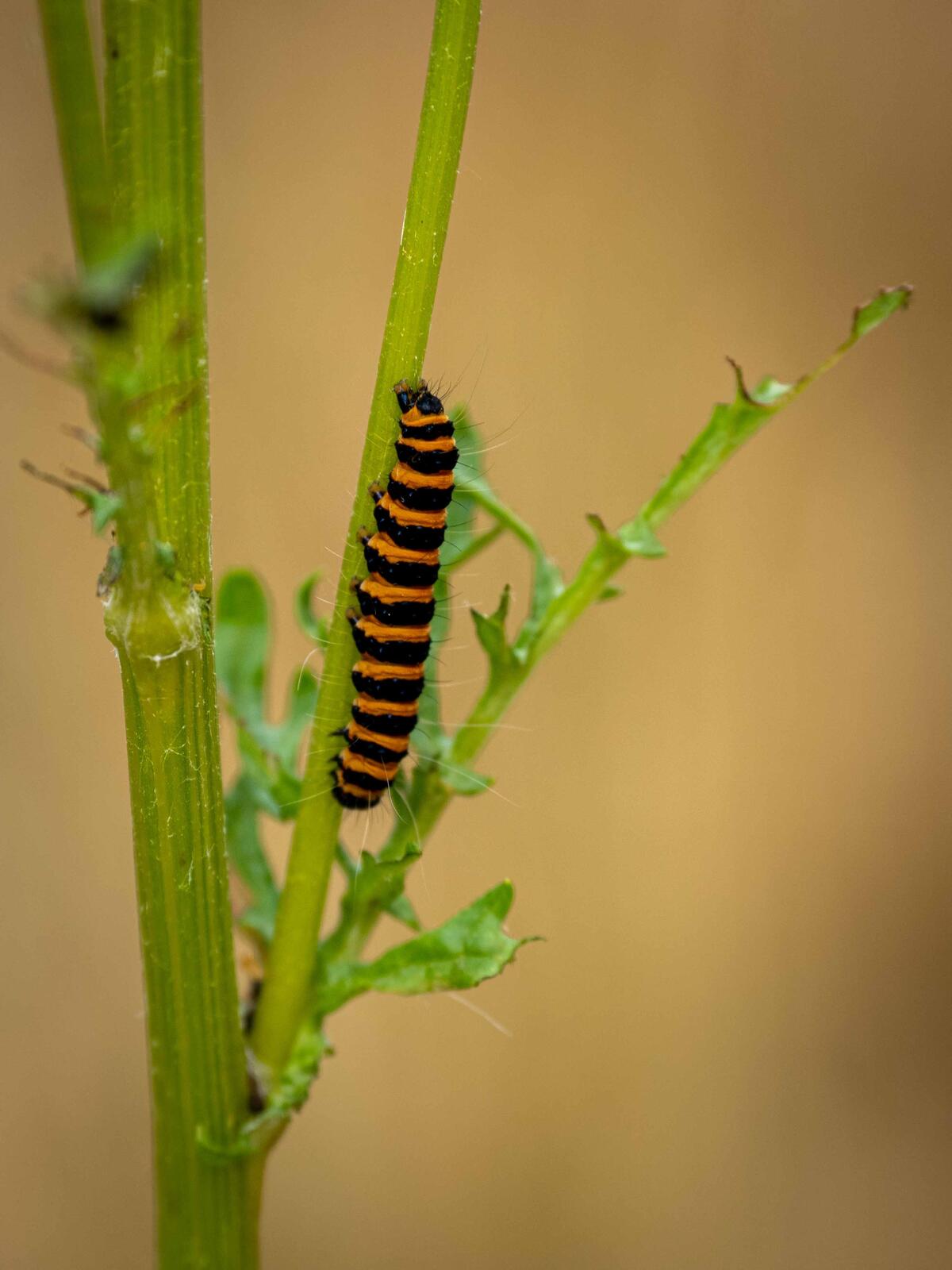 Click image for larger version

Name:	Cinnabar larve.jpg
Views:	97
Size:	135.4 KB
ID:	887085
