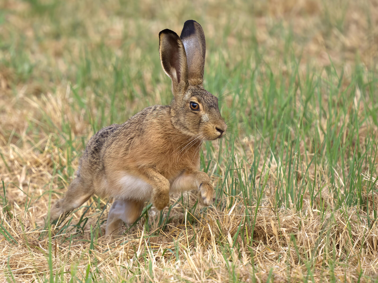 Click image for larger version

Name:	P7210041fb.jpg
Views:	123
Size:	371.4 KB
ID:	887247