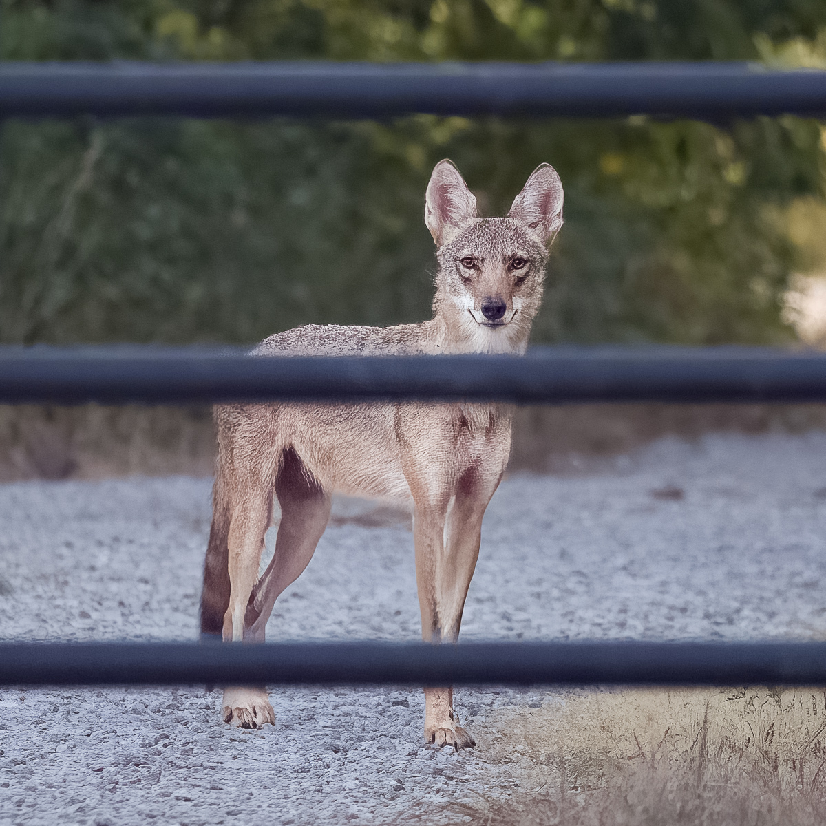 Click image for larger version

Name:	_8042899-DeNoiseAI-raw.jpg
Views:	230
Size:	739.0 KB
ID:	887508