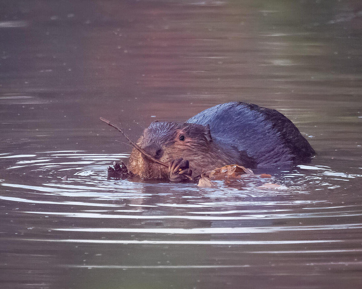 Click image for larger version

Name:	_8113383-DeNoiseAI.jpg
Views:	205
Size:	241.9 KB
ID:	888559