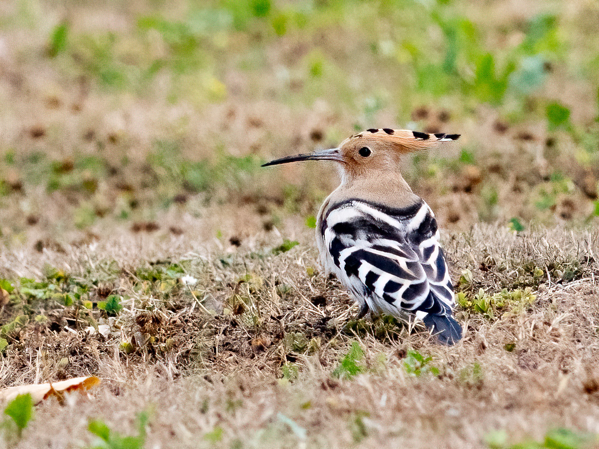 Click image for larger version

Name:	Hoopoe_a.jpg
Views:	821
Size:	783.4 KB
ID:	888716
