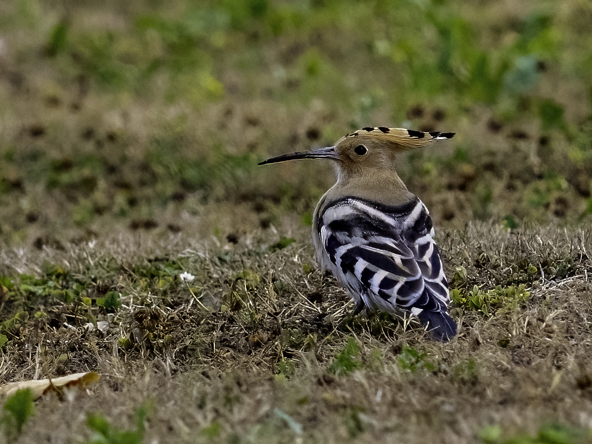 Click image for larger version

Name:	ians bird.jpg
Views:	219
Size:	884.4 KB
ID:	888724