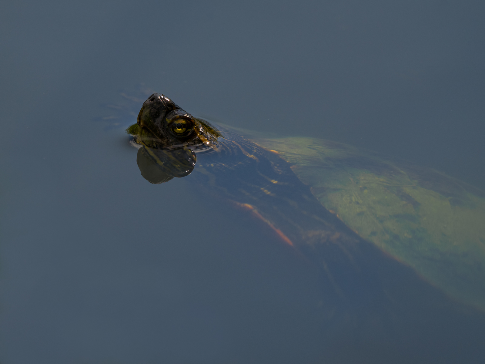 Click image for larger version

Name:	P8232449-2-2-2.jpg
Views:	151
Size:	587.3 KB
ID:	890071