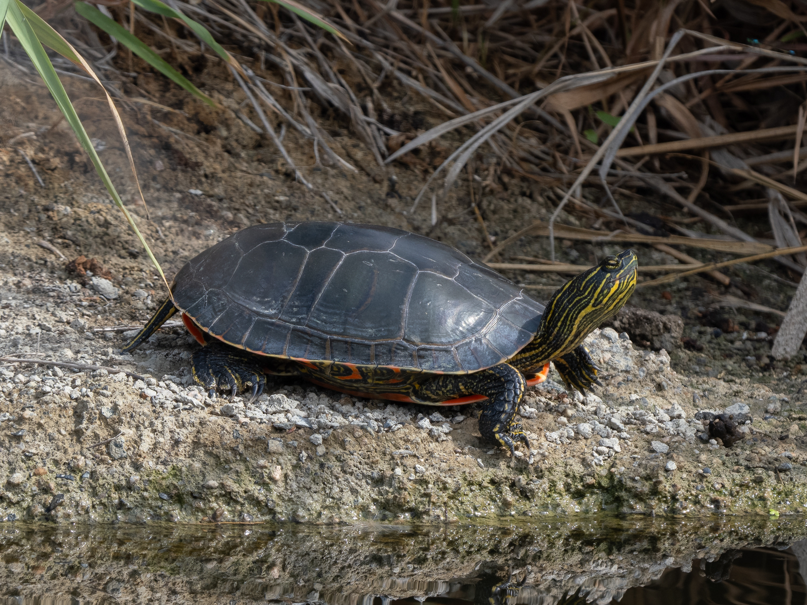 Click image for larger version

Name:	P8232608-2.jpg
Views:	121
Size:	1.85 MB
ID:	890072