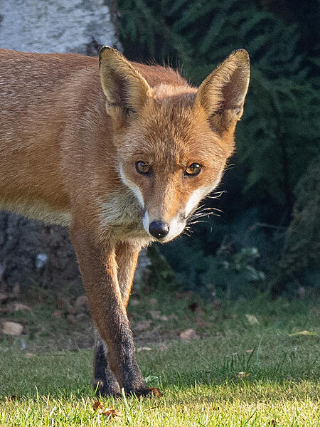 Click image for larger version

Name:	B26B09C3-F811-4E6D-AE7C-231C096498C8.jpg
Views:	705
Size:	399.0 KB
ID:	890275