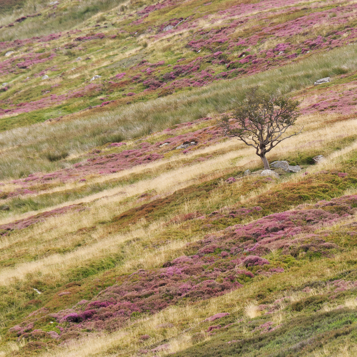 Click image for larger version

Name:	NYM3.jpg
Views:	94
Size:	2.22 MB
ID:	890483