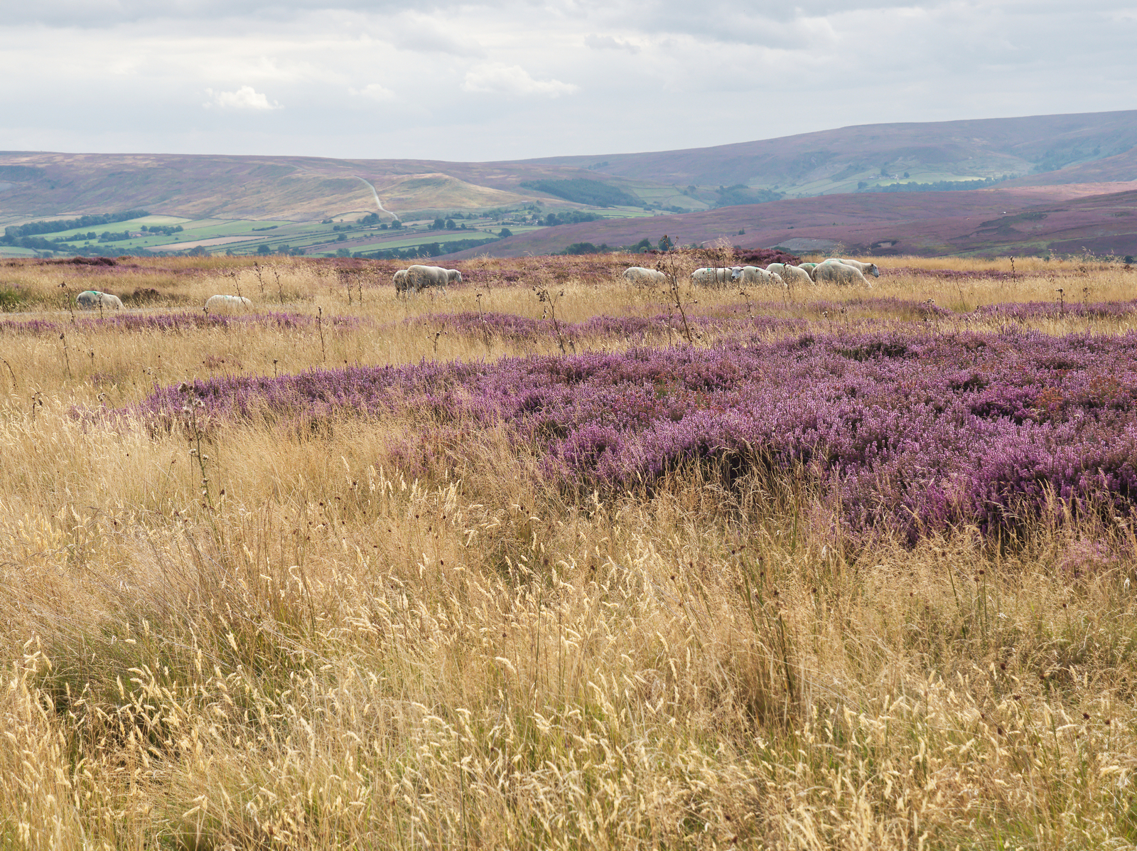 Click image for larger version

Name:	NYM5.jpg
Views:	95
Size:	3.28 MB
ID:	890484