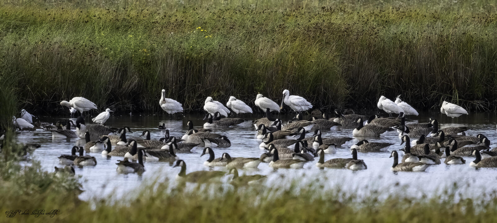 Click image for larger version  Name:	crowded waters .jpg Views:	9 Size:	283.2 KB ID:	891015