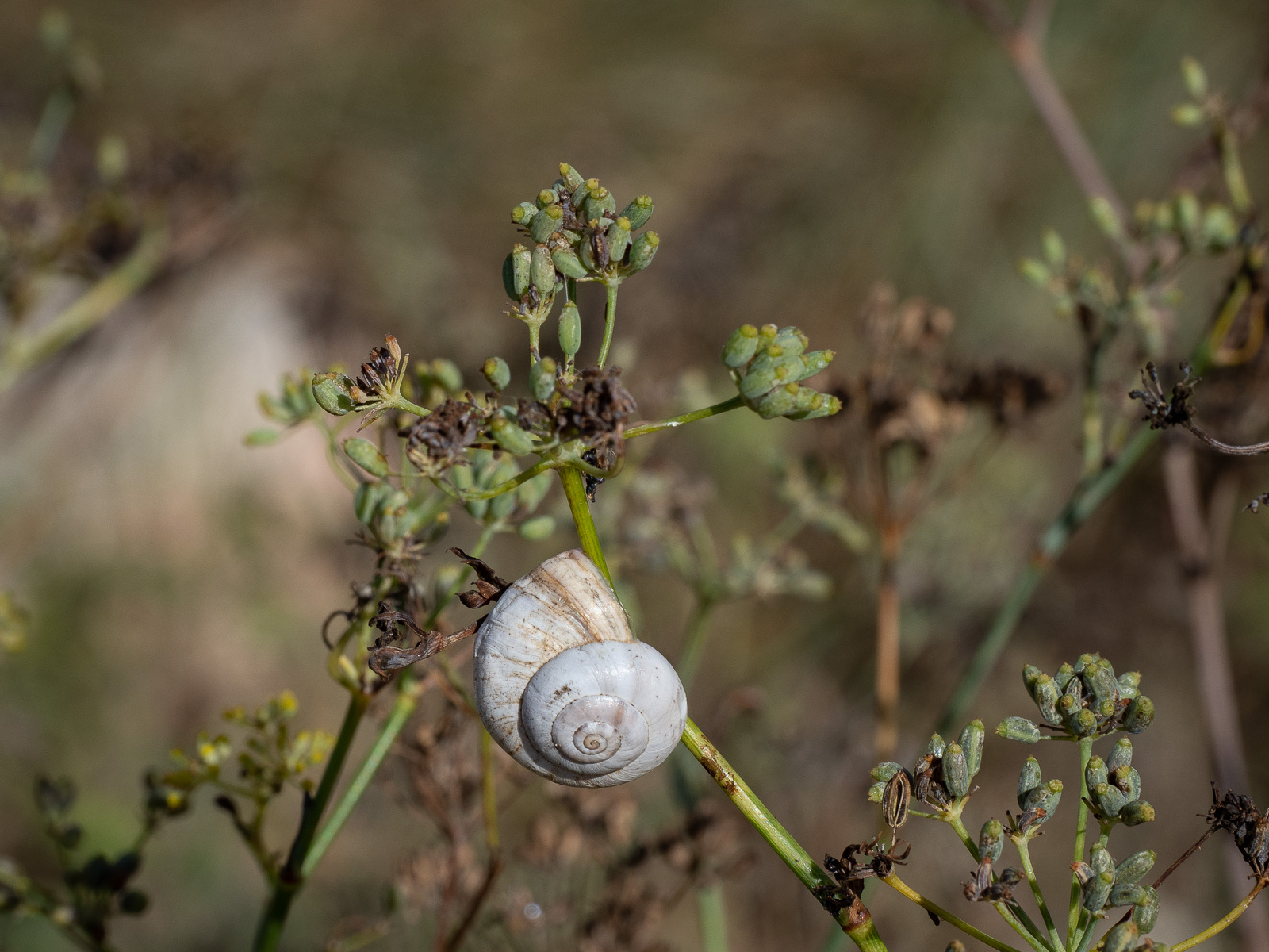 Click image for larger version

Name:	P9040035.jpg
Views:	435
Size:	544.6 KB
ID:	891053