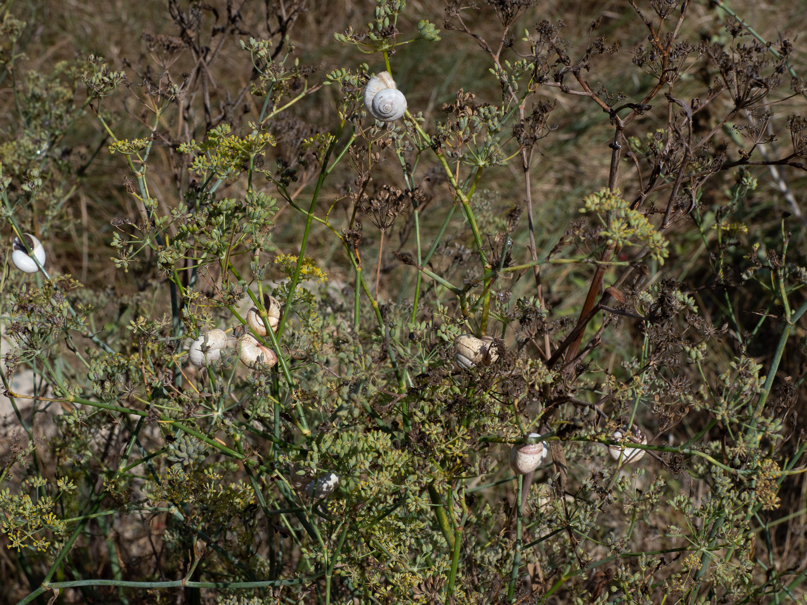 Click image for larger version

Name:	P9040034.jpg
Views:	121
Size:	1.06 MB
ID:	891054