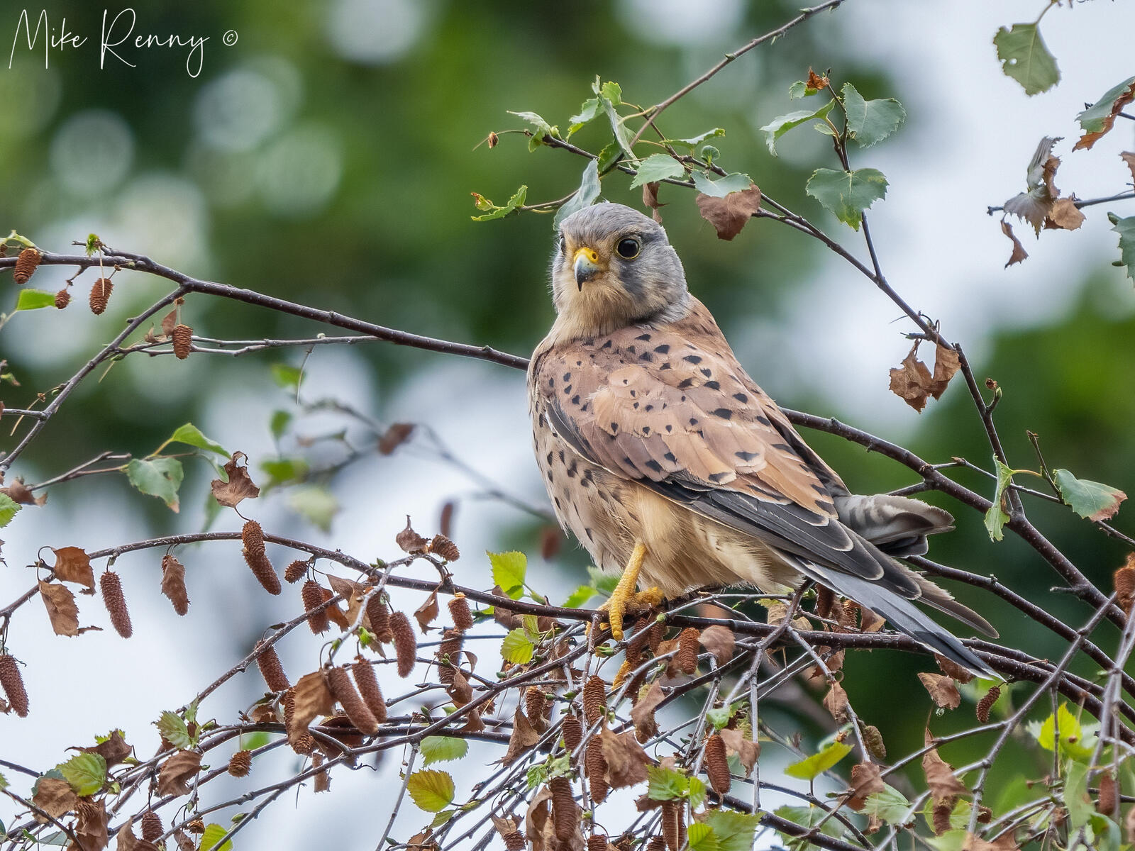 Click image for larger version

Name:	P9020002-Edit.jpg
Views:	691
Size:	381.9 KB
ID:	891219