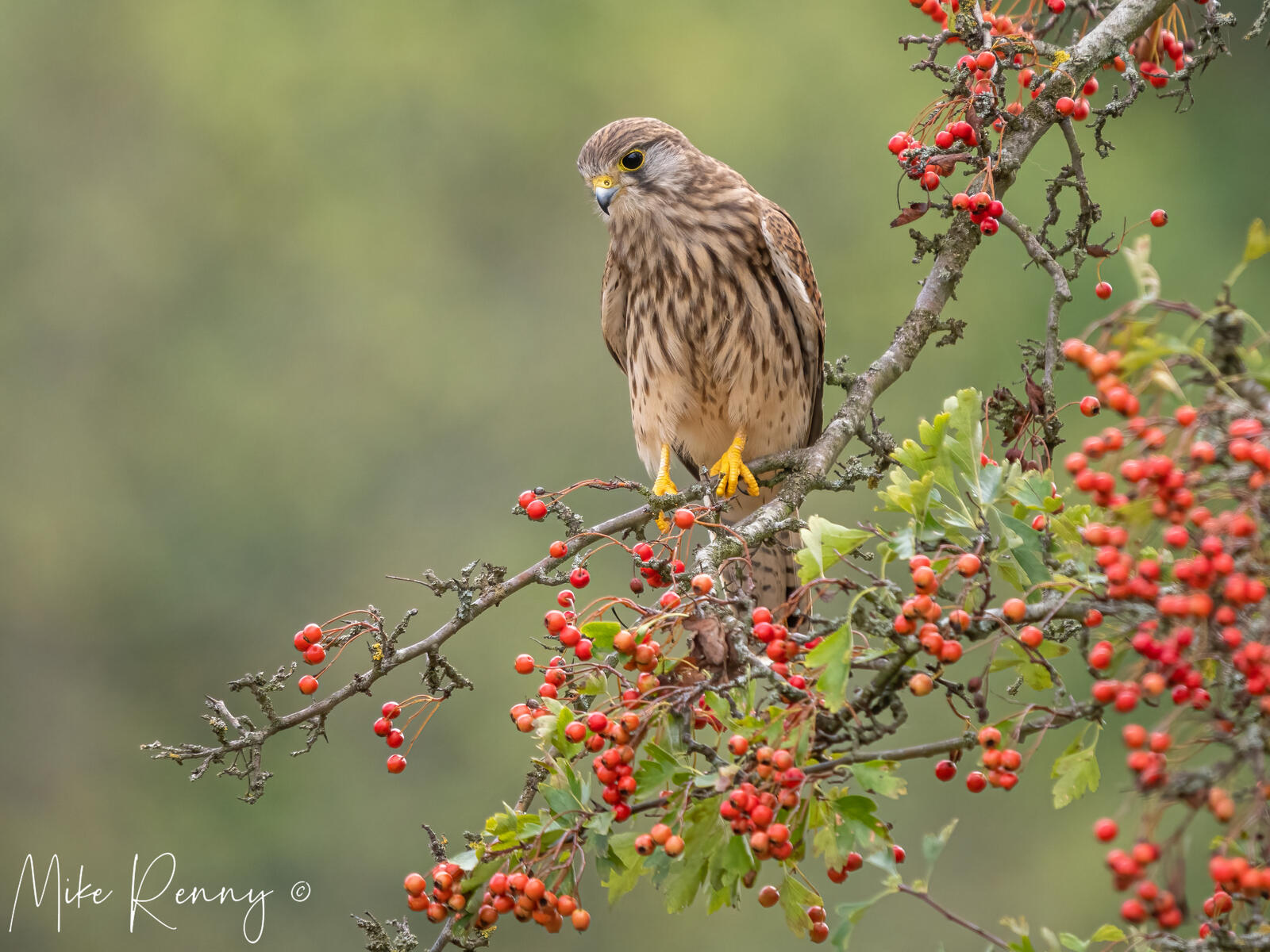 Click image for larger version

Name:	P9022647-Edit.jpg
Views:	154
Size:	290.7 KB
ID:	891220