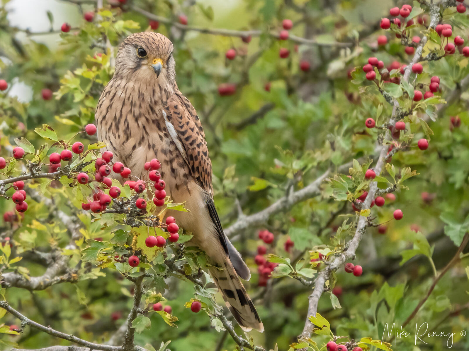 Click image for larger version

Name:	P9020361-Edit.jpg
Views:	154
Size:	338.7 KB
ID:	891222