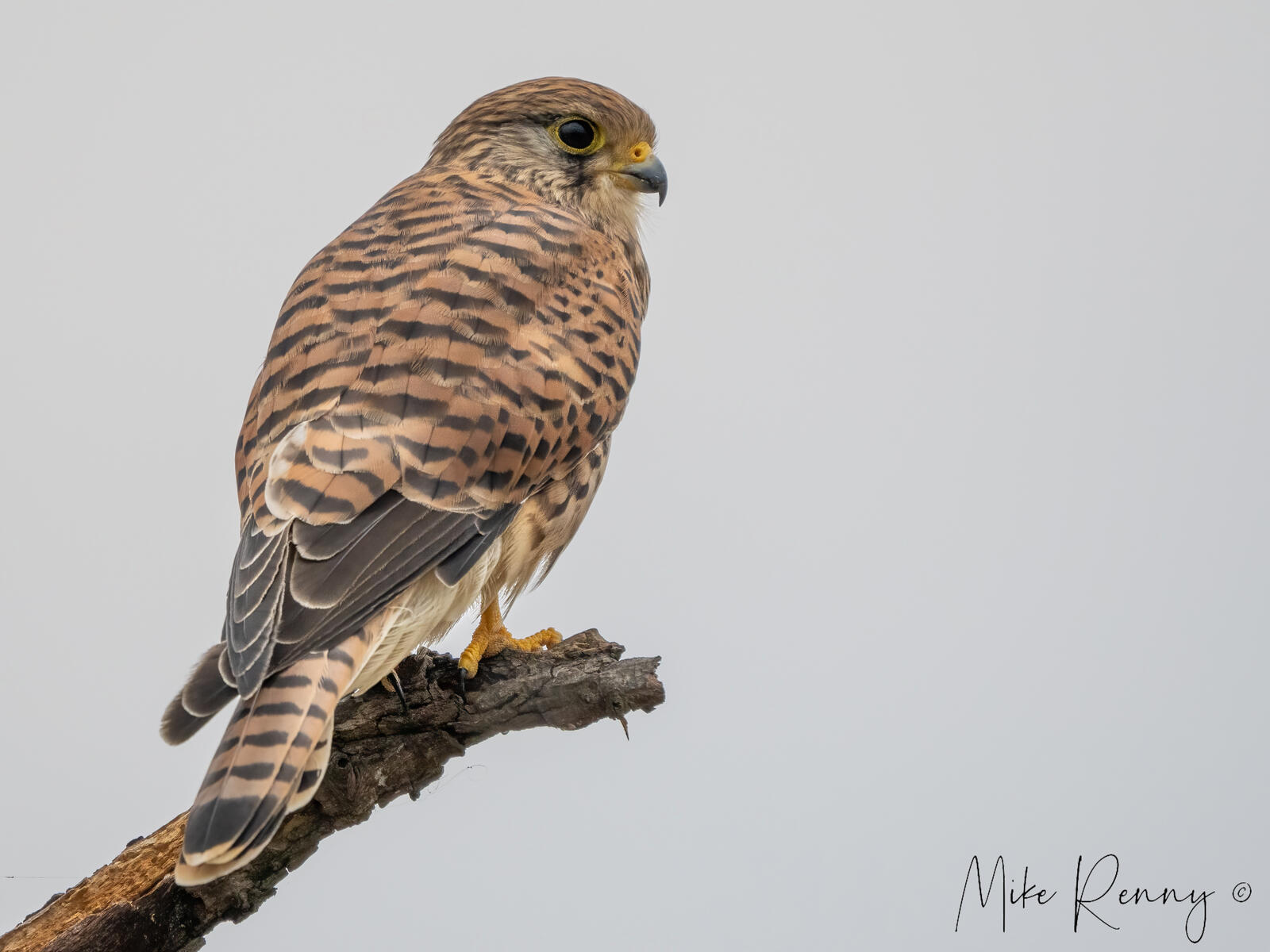 Click image for larger version

Name:	P9020313-Edit copy.jpg
Views:	150
Size:	159.2 KB
ID:	891224