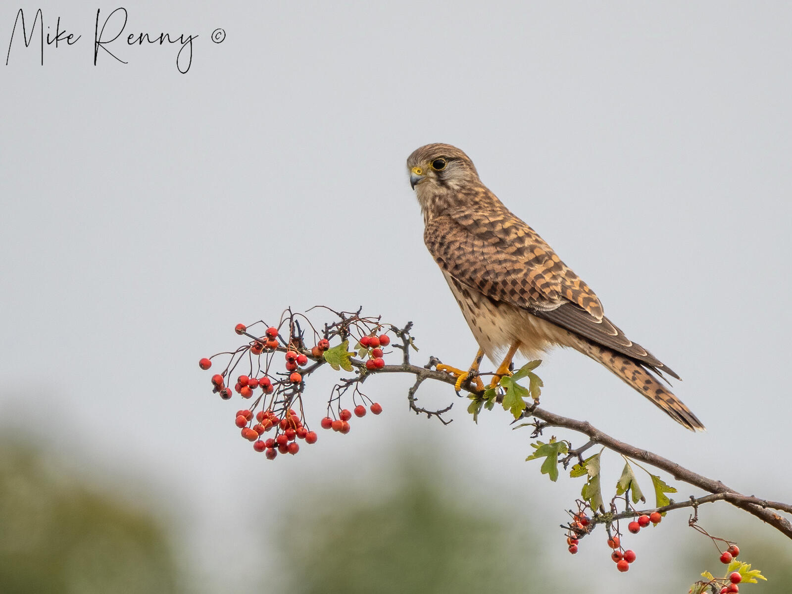 Click image for larger version

Name:	P9022554-Edit.jpg
Views:	158
Size:	178.2 KB
ID:	891225