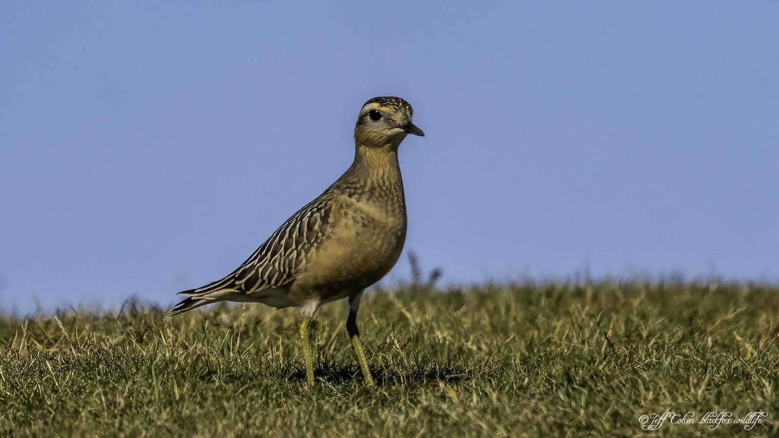 Click image for larger version

Name:	dotty .jpg
Views:	655
Size:	198.2 KB
ID:	891699