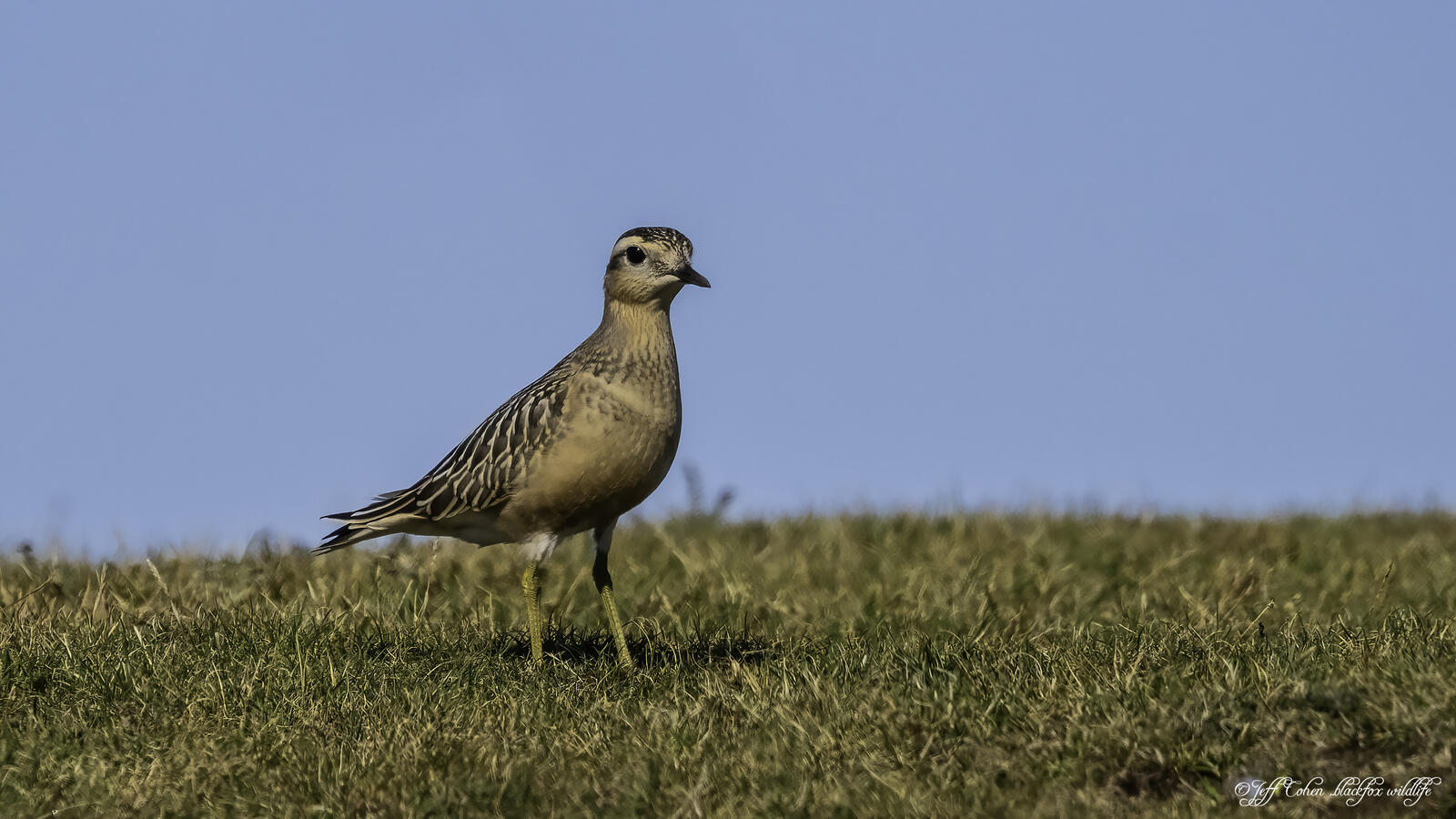 Click image for larger version

Name:	no pain no gain.jpg
Views:	146
Size:	195.9 KB
ID:	891700