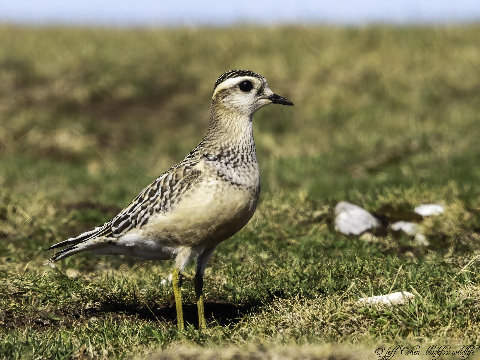 Click image for larger version

Name:	pride of the mountain .jpg
Views:	142
Size:	351.0 KB
ID:	891701