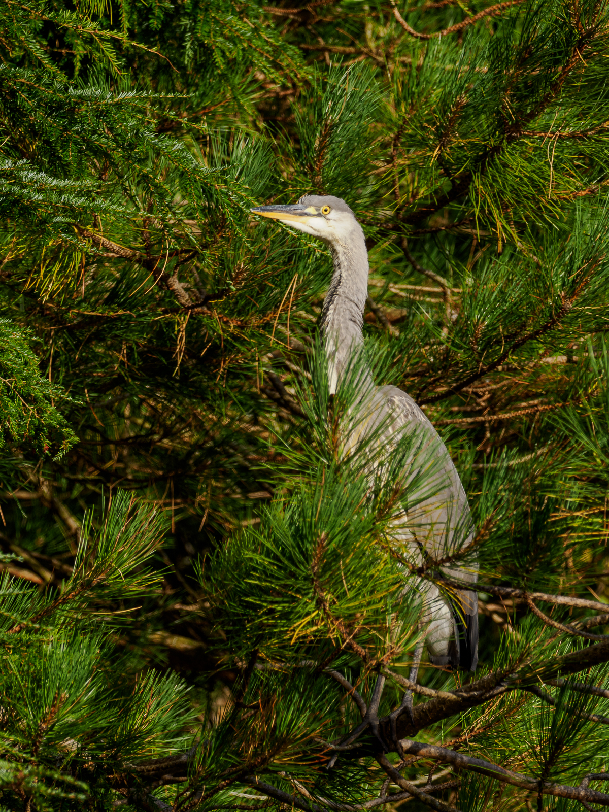 Click image for larger version

Name:	20220913-Garden Visitor-OM012855.jpg
Views:	85
Size:	2.60 MB
ID:	892084